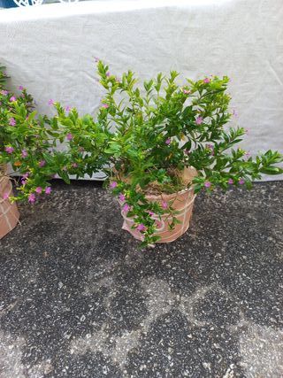 Planta com flores roxas