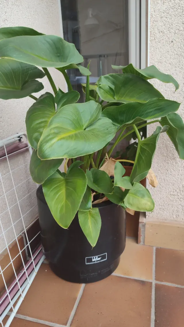 Planta de interior verde