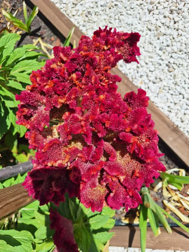 Semillas Cresta de Gallo