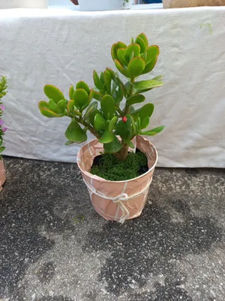 Planta Jade