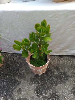 Planta Jade