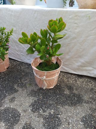Planta Jade