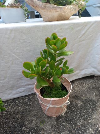 Planta Jade