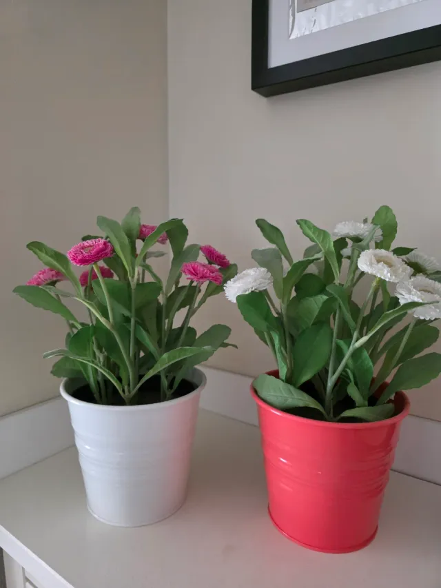 Plantas Rosas y Blancas en Macetas