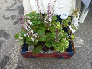 Conjunto ouro, incenso e mirra