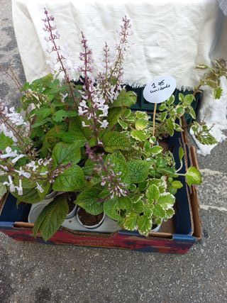 Conjunto ouro, incenso e mirra