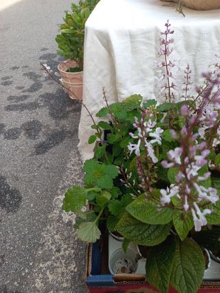 Conjunto ouro, incenso e mirra