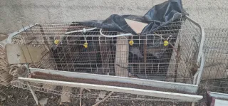 Baterías para gallinas ponedoras