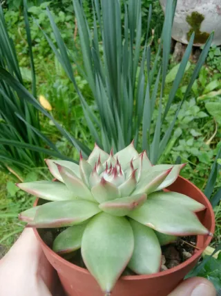 Echeveria Torch Light Pianta Grassa