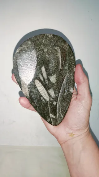 Antiguo fósil de Ortoceras con mineral