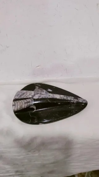 Antiguo fósil de Ortoceras con mineral