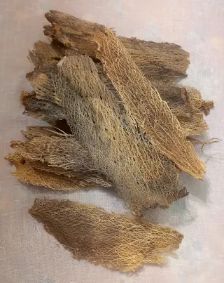 Corteccia Radice Fico d'India per Teca