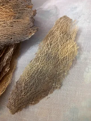 Corteccia Radice Fico d'India per Teca