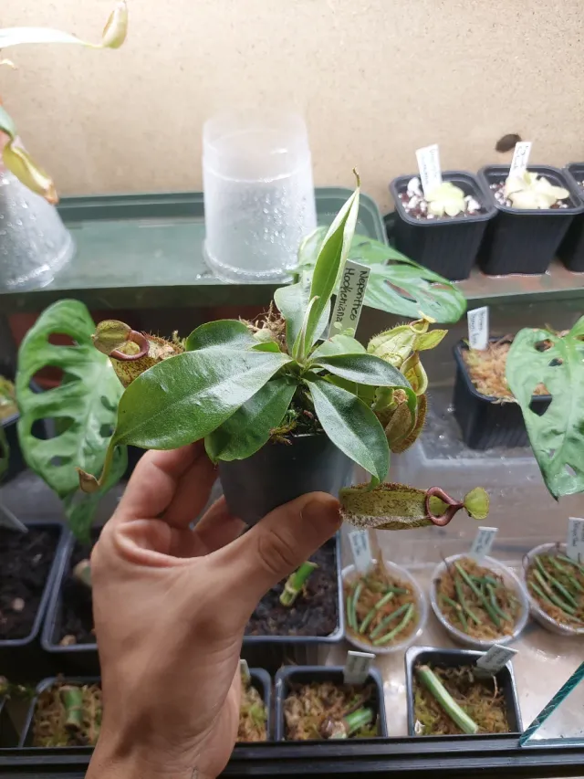 Planta Nepenthes Hookeriana