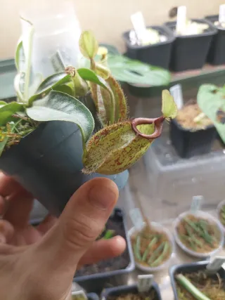 Planta Nepenthes Hookeriana