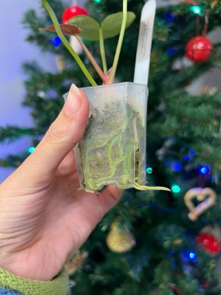 Anthurium (crystallinum x magnificum) x self