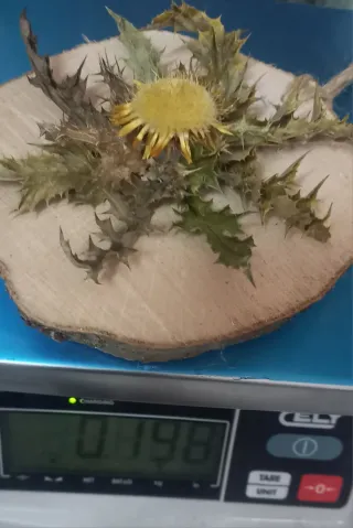 Eguzkilore artesanal sobre rodaja de árbol