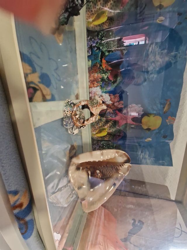 Pecera con decoración