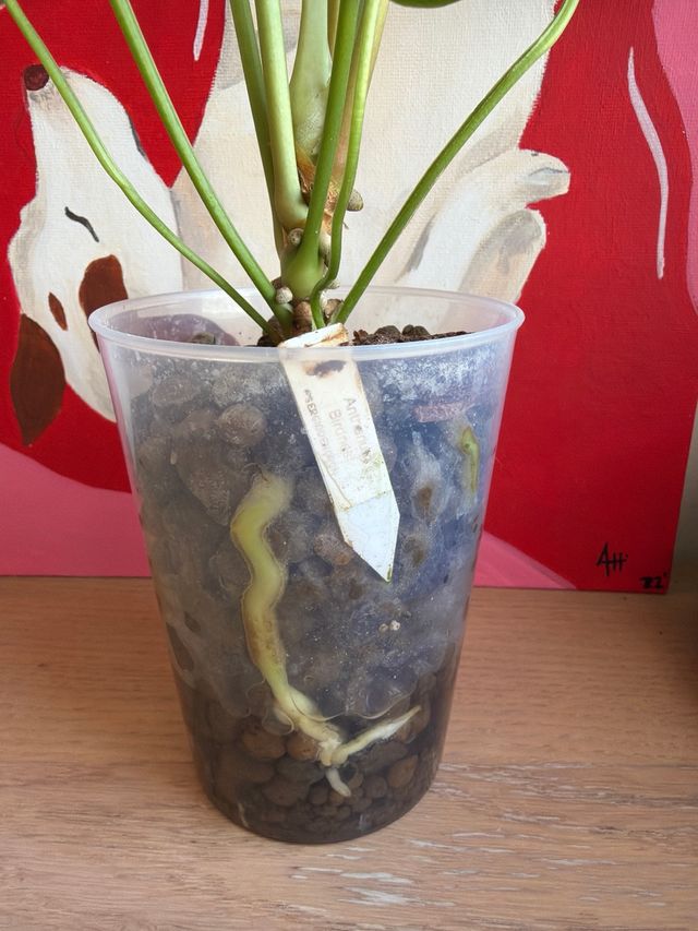 Anthurium Birdnest Indo 4