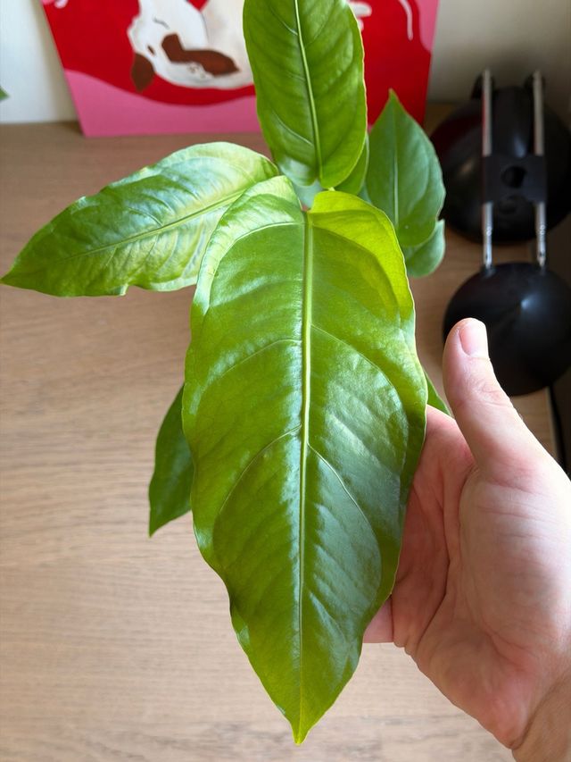 Anthurium Birdnest Indo 4