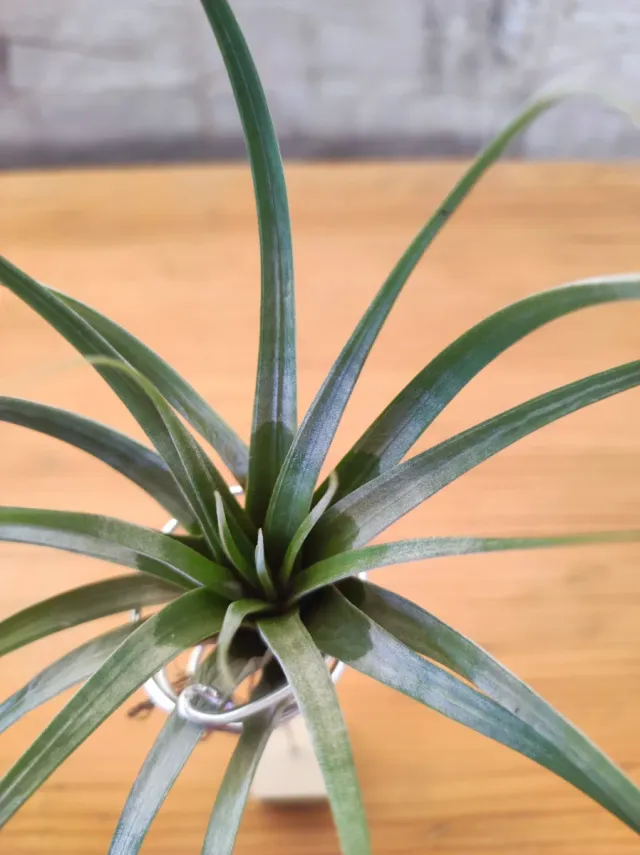 3 Tillandsias con soporte de madera