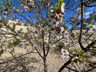 Terreno en venta en Alhendín