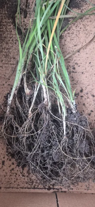 10 Iris Gialli e Bianchi - Bulbi