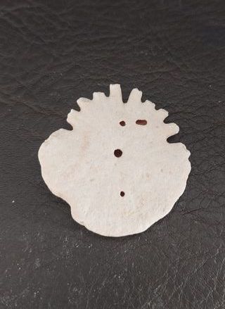 Fósil Clypeaster JoyasFOSILES Ref: 05