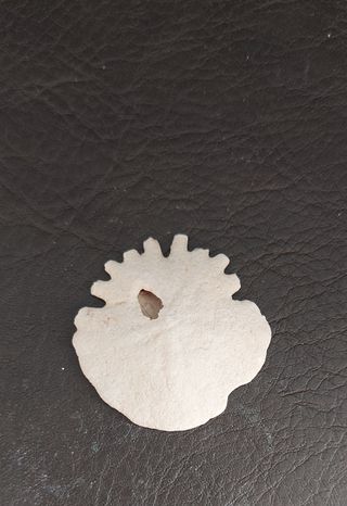 Fósil Clypeaster JoyasFOSILES Ref: 05