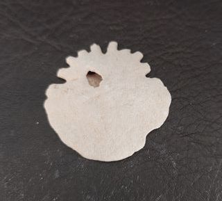 Fósil Clypeaster JoyasFOSILES Ref: 05