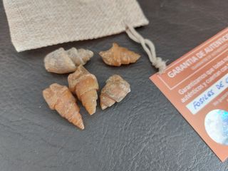 5 Fósiles Caracol Agatizado