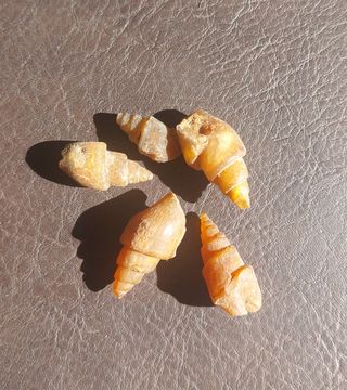 5 Fósiles Caracol Agatizado