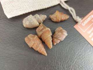 5 Fósiles Caracol Agatizado