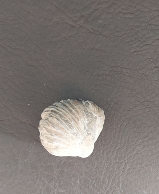 Fosil de Braquiopodo