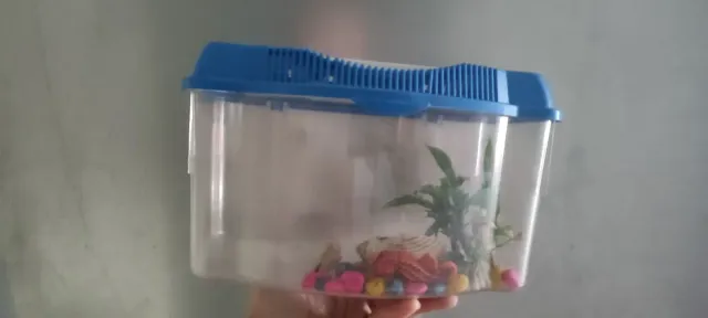 Pecera Rectangular Pequeña