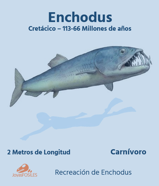 Fósil de Enchodus