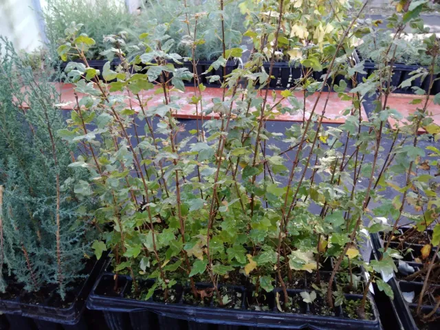 Plantones Arce de Montpellier