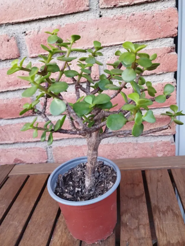 Planta Prebonsai Jade