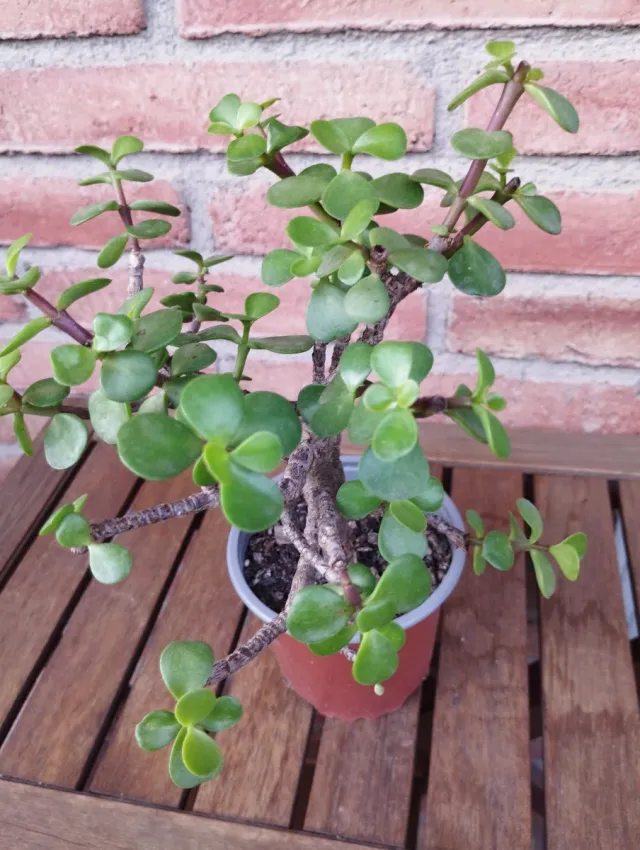 Planta Prebonsai Jade