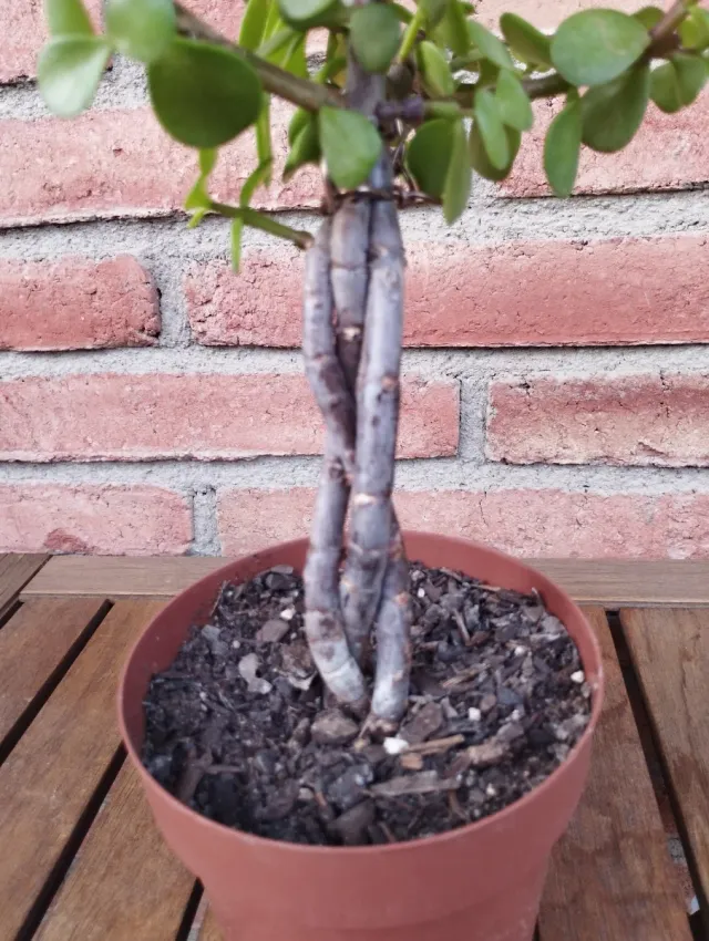 Prebonsái Jade Trenzado