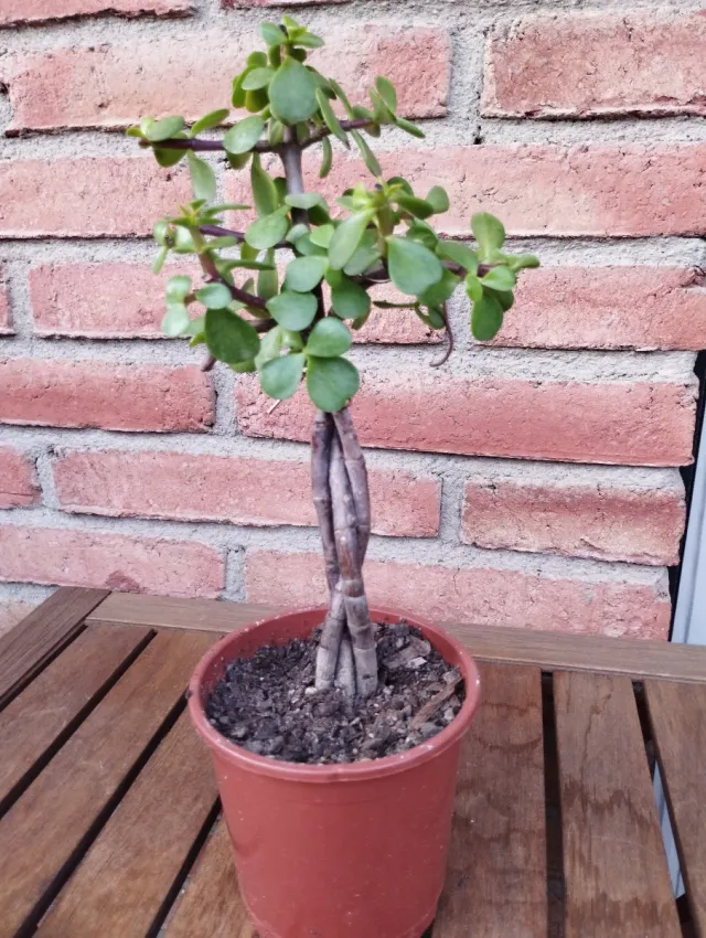 Prebonsái Jade Trenzado