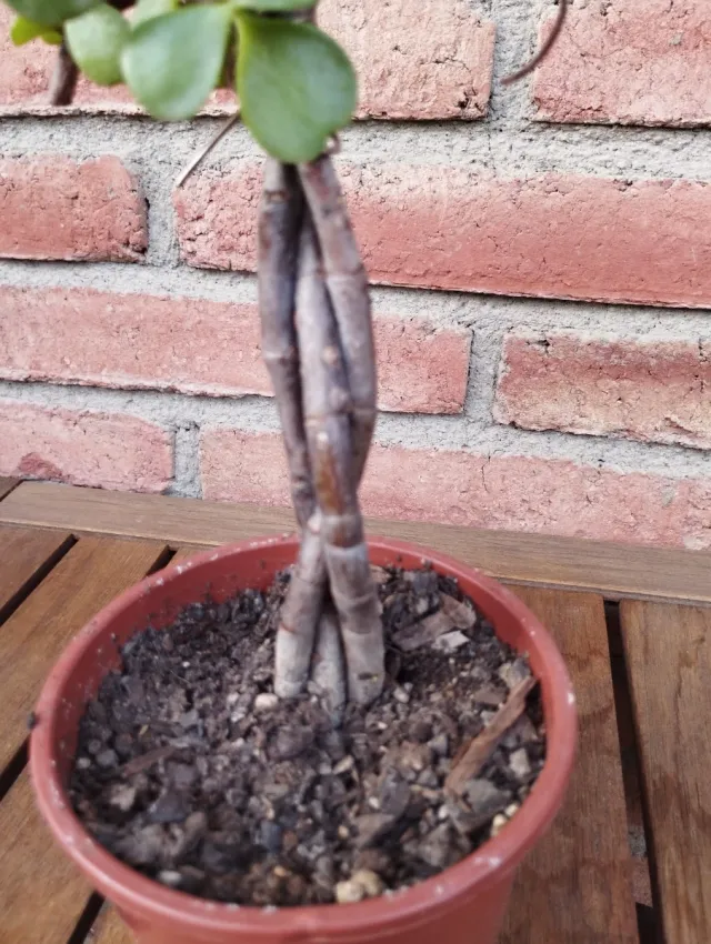 Prebonsái Jade Trenzado