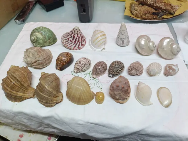 Conchiglie decorative miste