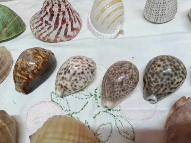 Conchiglie decorative miste