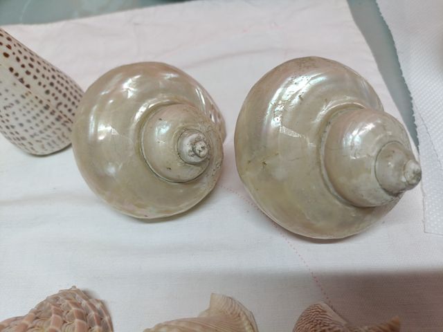 Conchiglie decorative miste