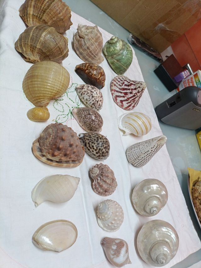 Conchiglie decorative miste