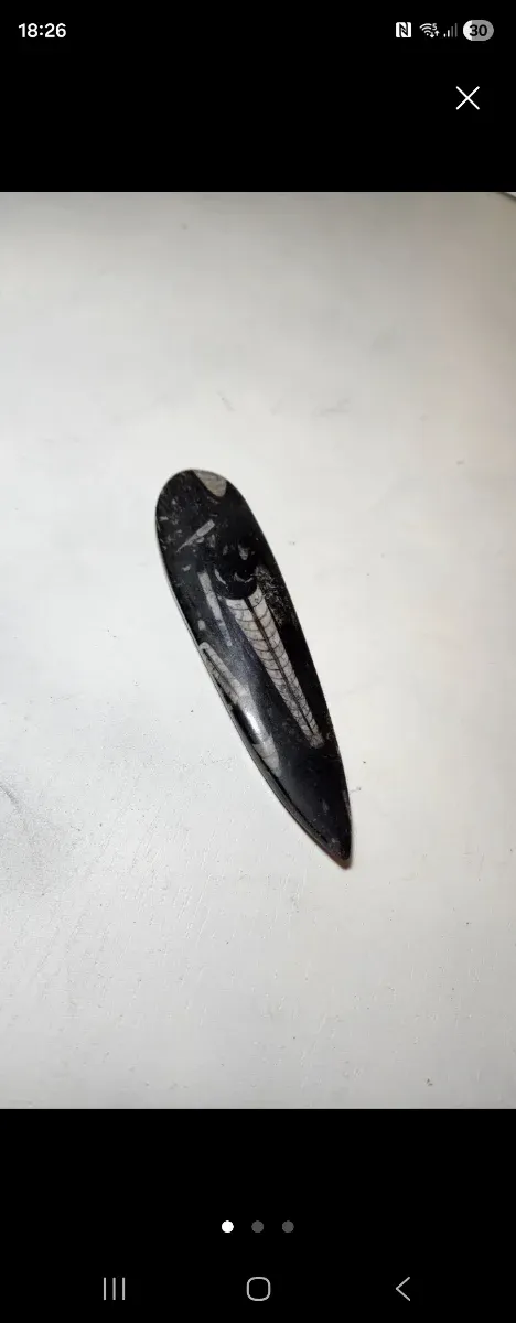 Fósil Orthoceras pulido auténtico