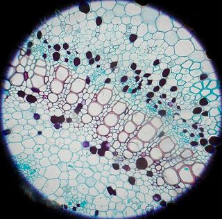 Microscopio Nikon S-Kt