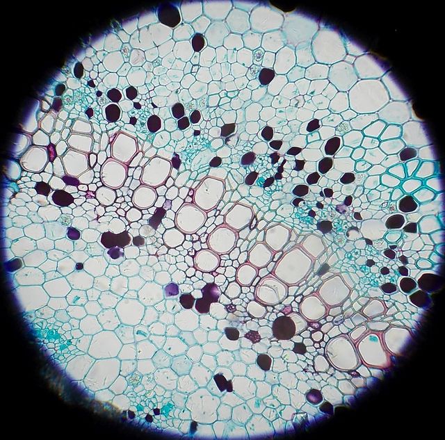 Microscopio Nikon S-Kt