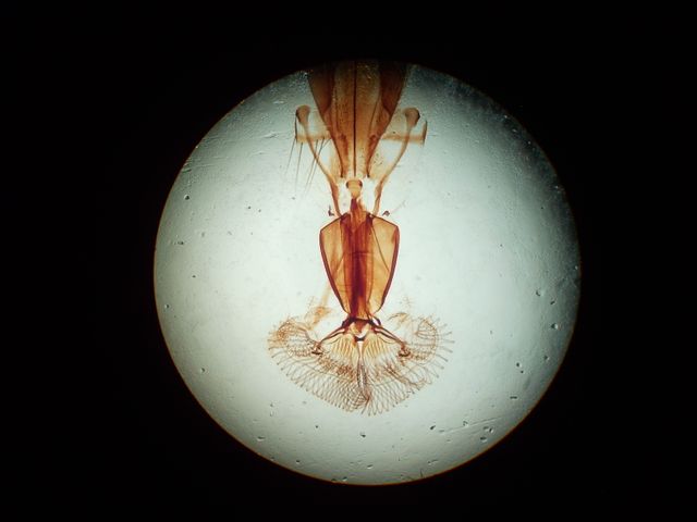 Microscopio Nikon S-Kt